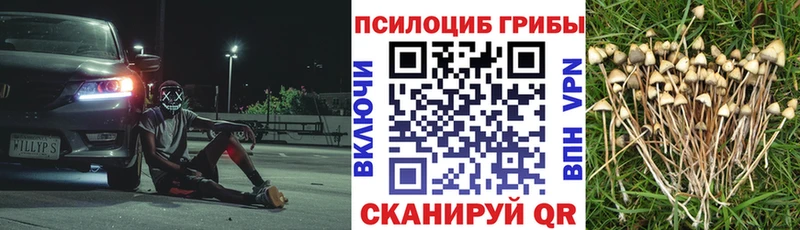 Галлюциногенные грибы Cubensis  мориарти как зайти  Кингисепп  где можно купить  